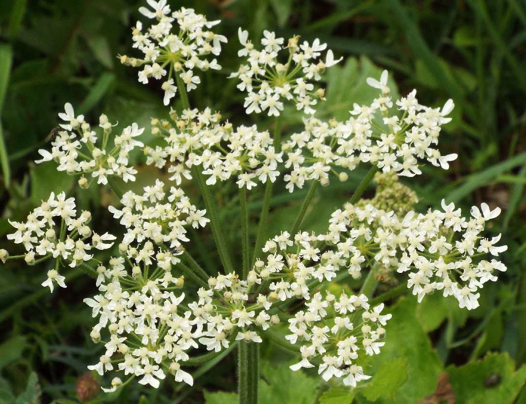 Apiacea: Heracleum sphondylium